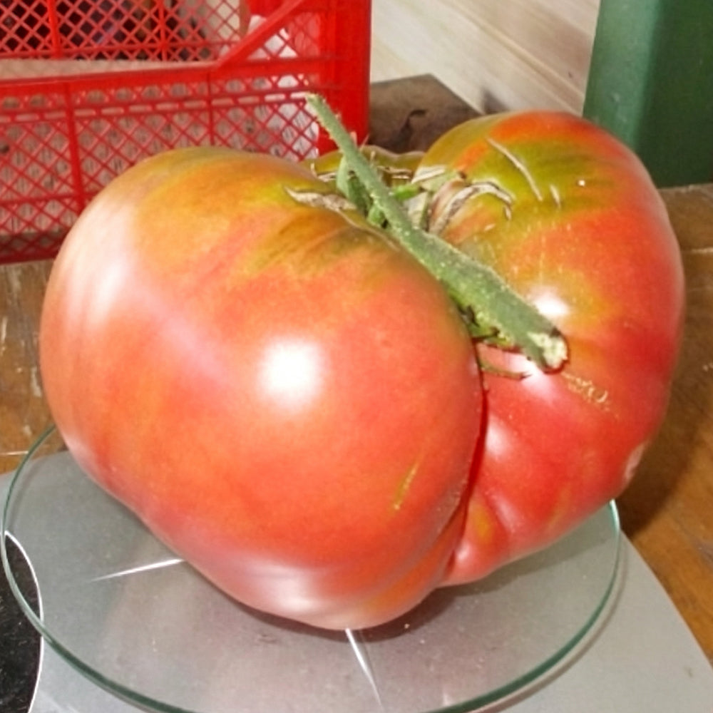 776 Wonder of the Earth Tomato