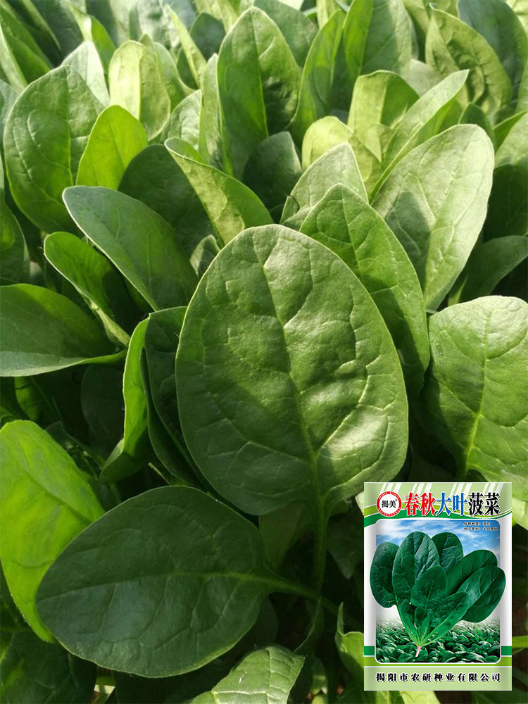 Spring-Autumn Large-Leaf Spinach
