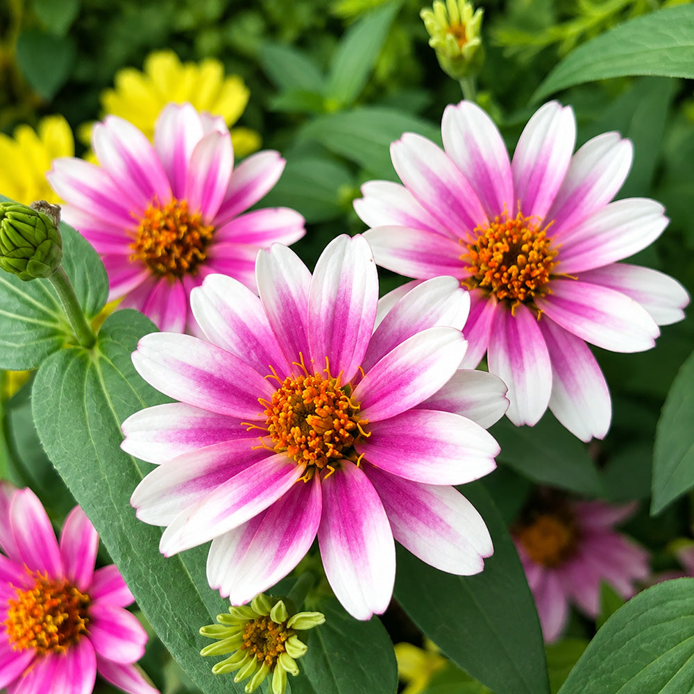 W1343 Zahara Starlight Rose Zinnia