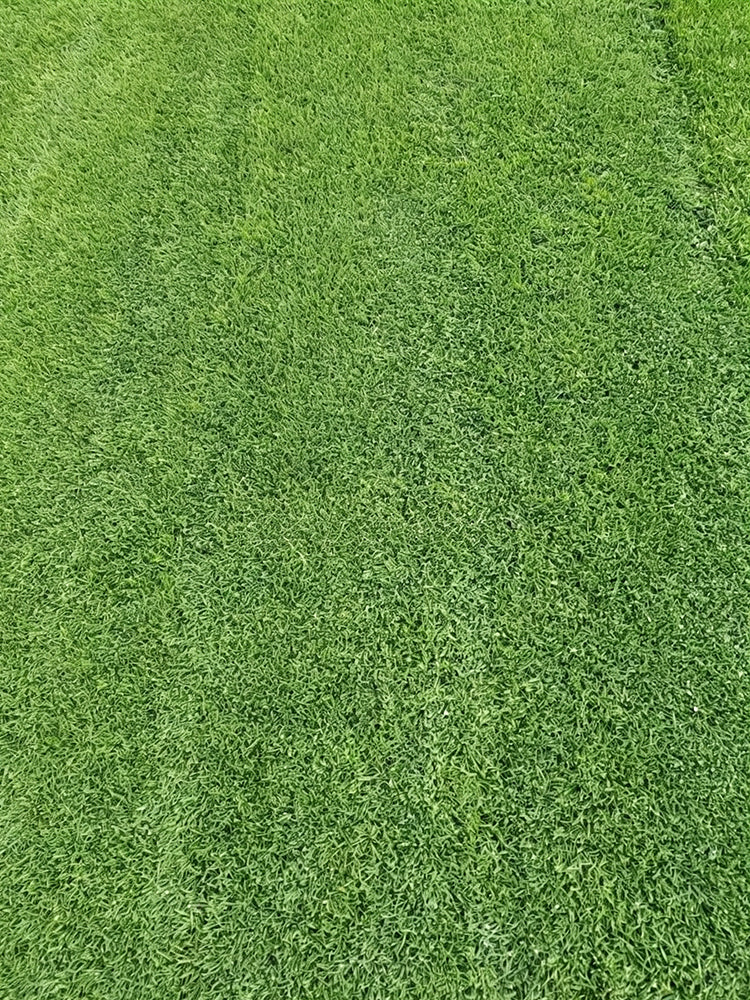 Creeping Bentgrass