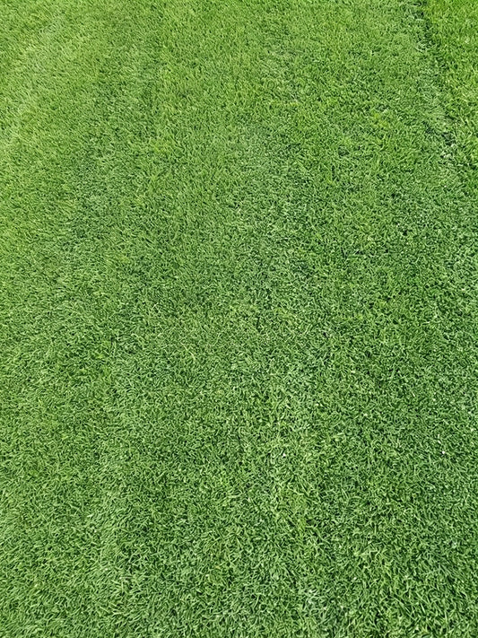 Creeping Bentgrass