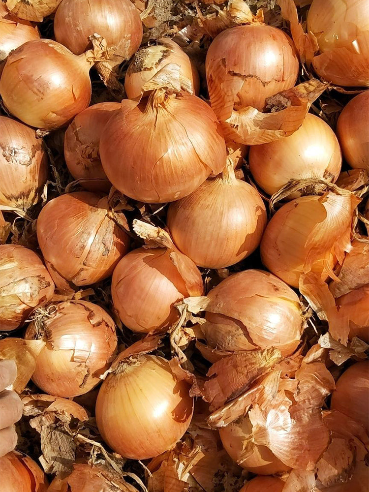 Imperial Topaz' Yellow Onion (Allium cepa L.)