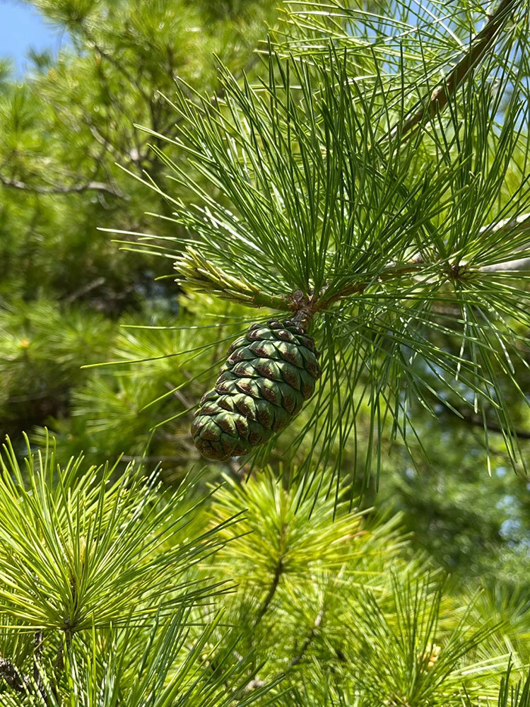 Huashan Pine