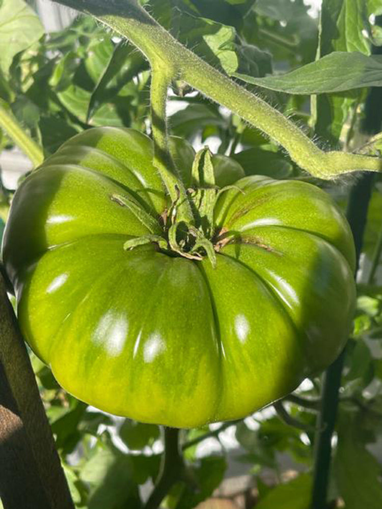 Green Steak Tomato