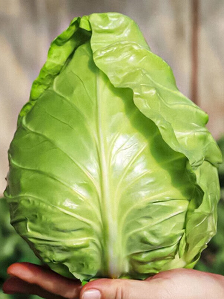 Xingyou Chunfeng Cabbage