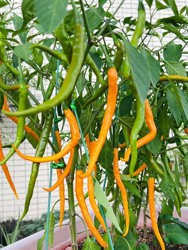 Golden Tribute Pepper
