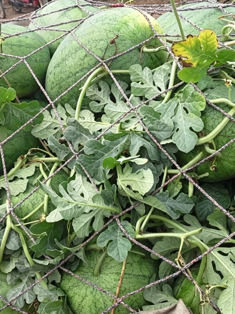 Green Phoenix F1 Giant Watermelon