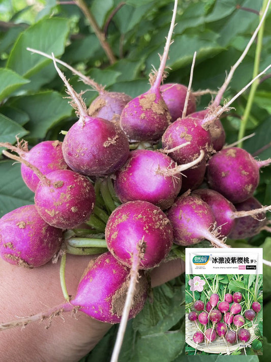 Purple Cherry Radish