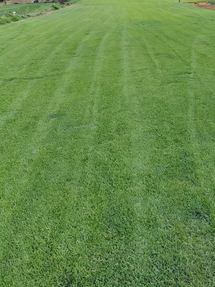 Creeping Bentgrass