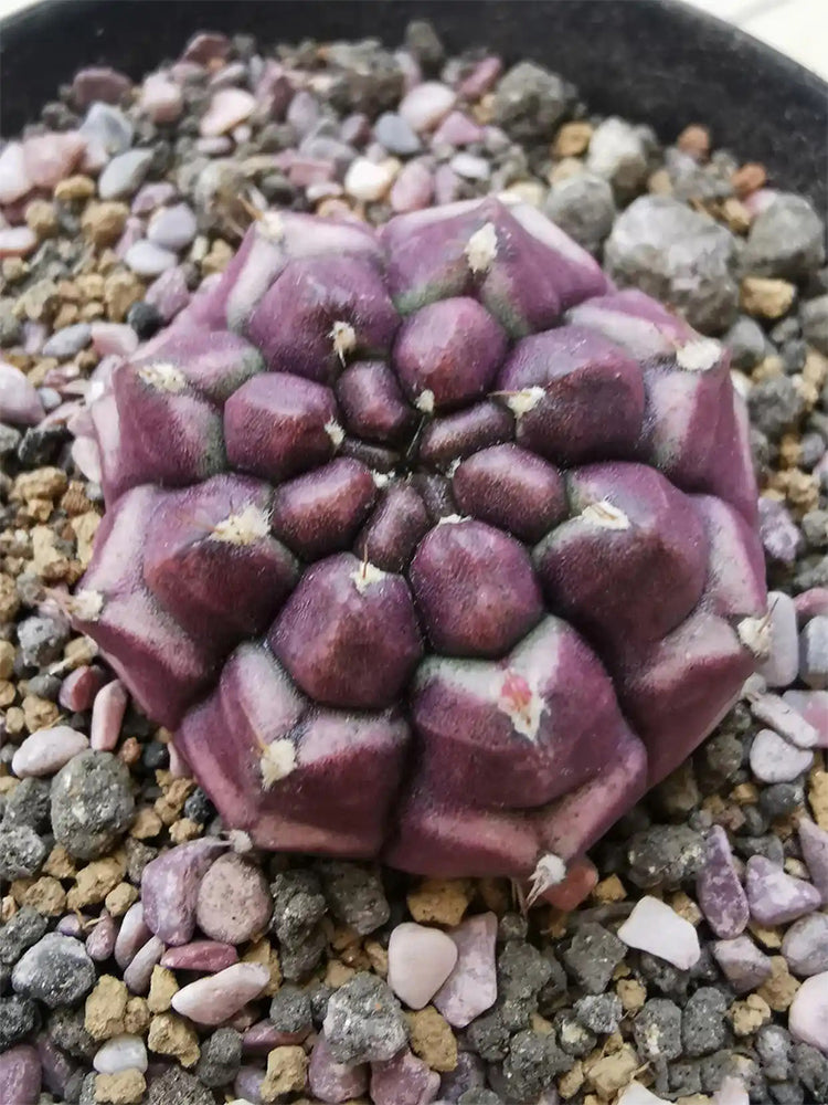 Gymnocalycium mihanovichii 'Day Dream'