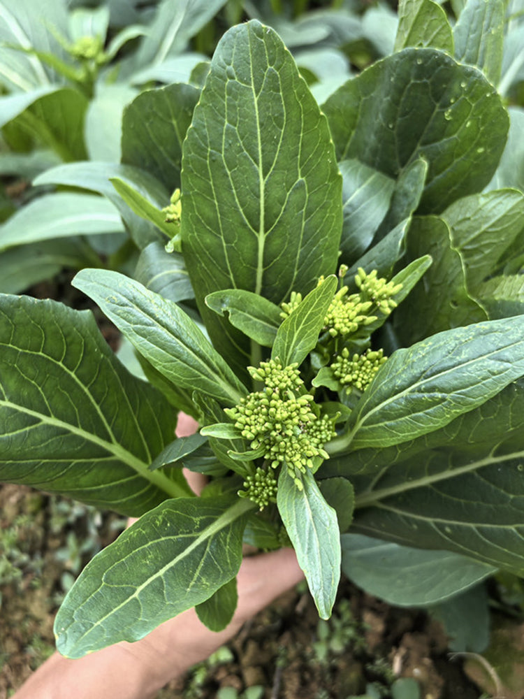 Meiqi No.1 Sweet Choy Sum