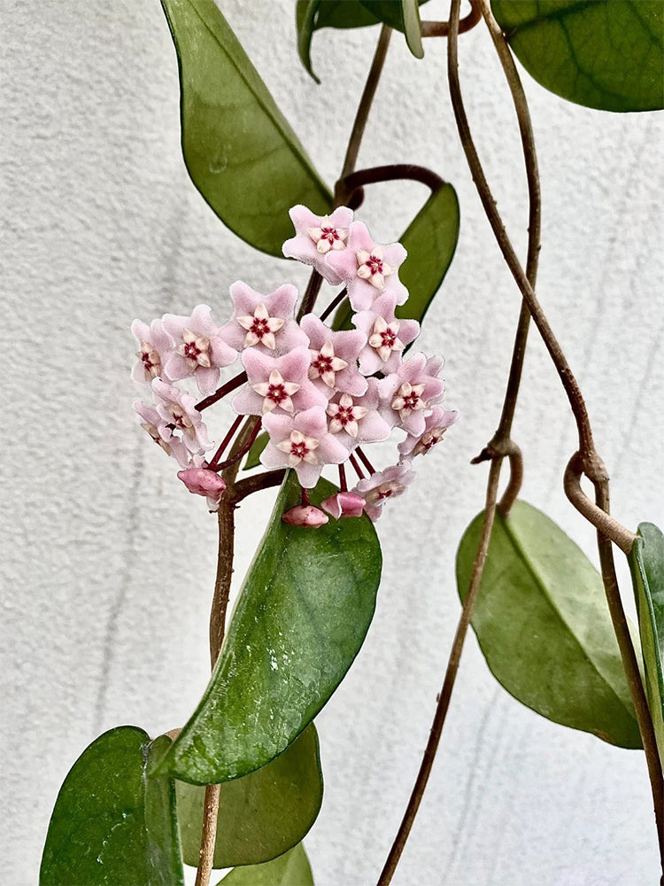 Hoya commutata Unrooted Stem Cuttings