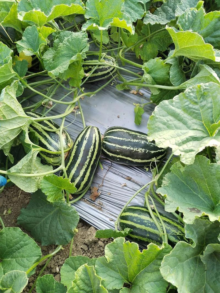 Yiwo Wu Sweet Melon
