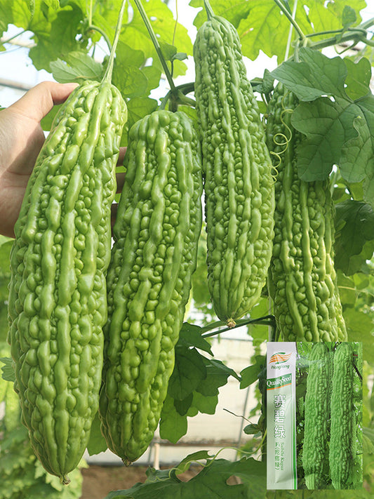 'Saibilu' Bitter Melon