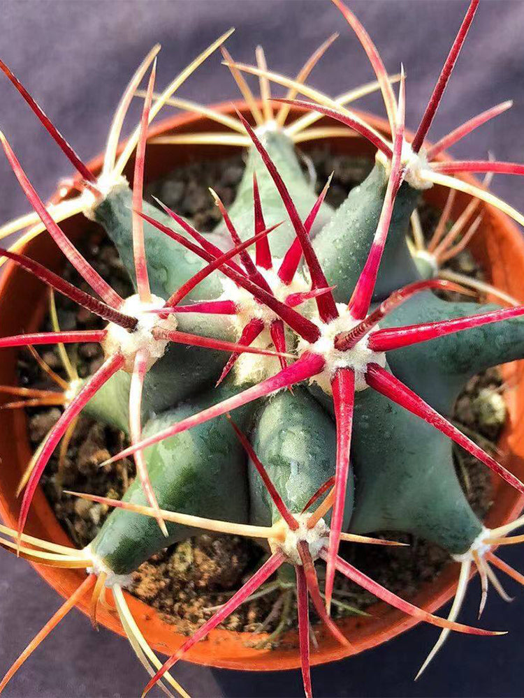 Ferocactus emoryi subsp. covillei