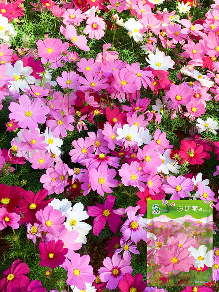 Hezhichun Mixed Color Cosmos