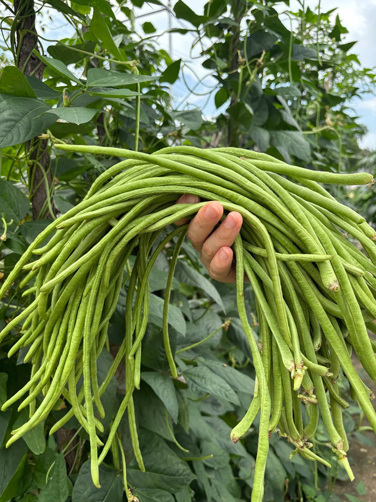 Yuyan Zaoguan Cowpea