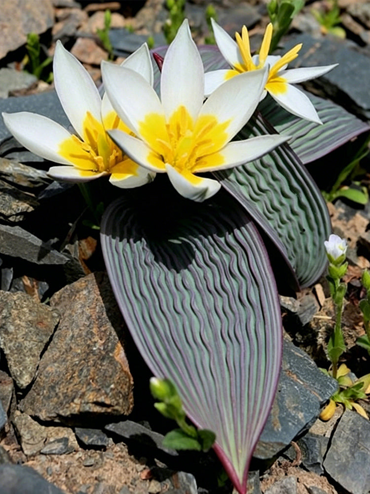 Tulipa regelii
