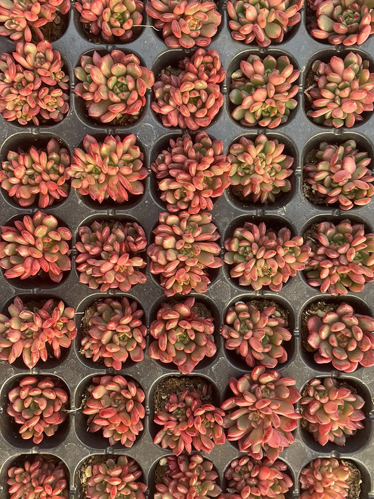 Sedeveria 'Pink Ruby'