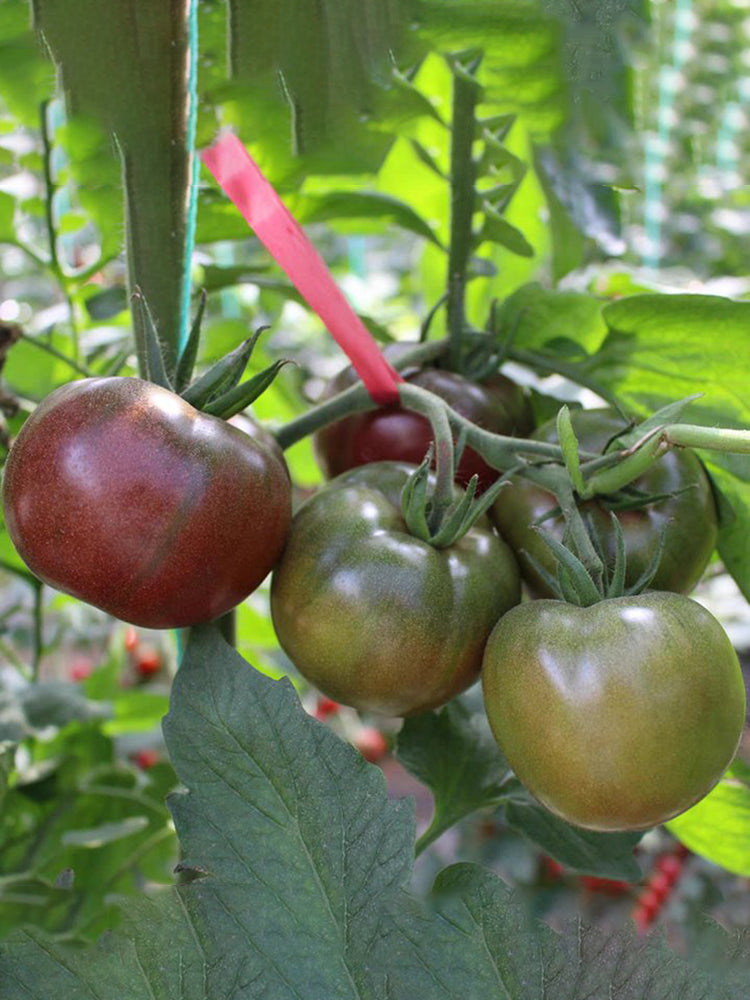 'Coffee Strawberry' Tomato