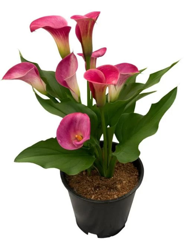 'Beautiful Art' Calla Lily