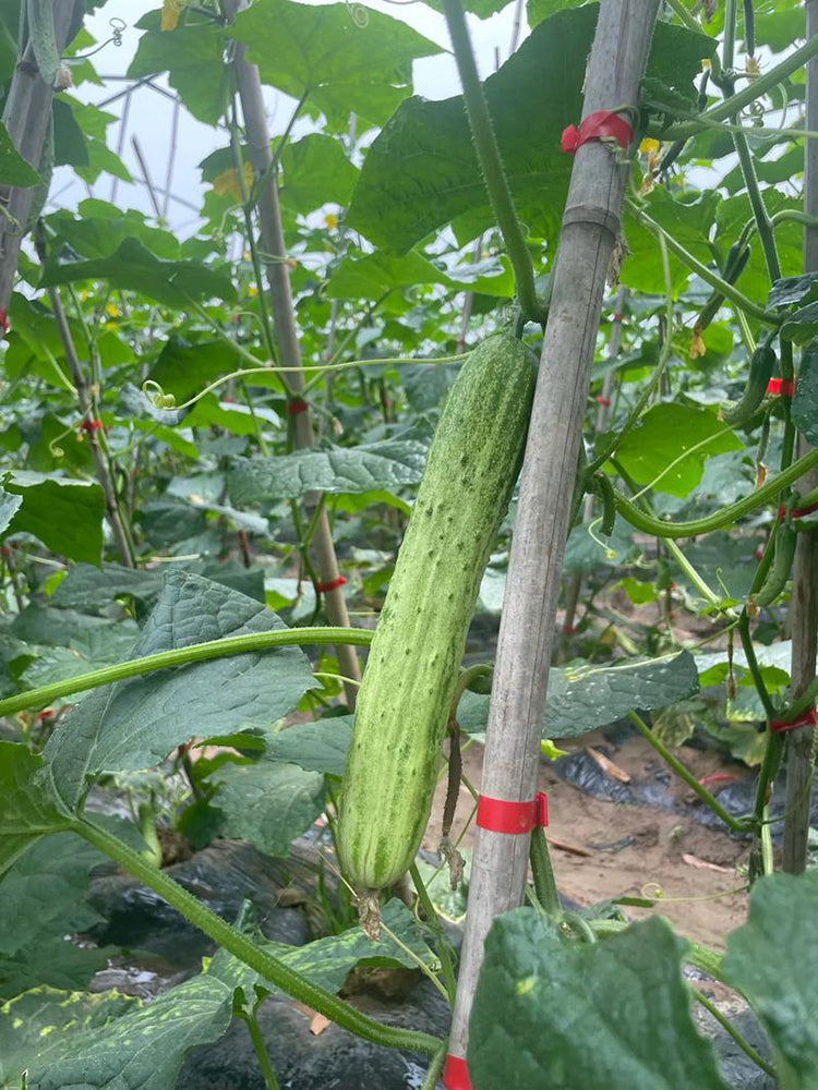 Yanbai No.7 White Cucumber