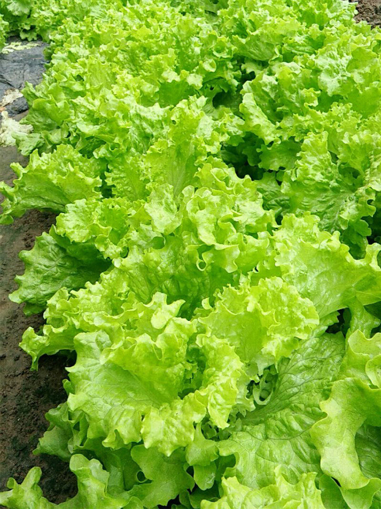 'Jiemei' Fast-Growing Loose-Leaf Lettuce