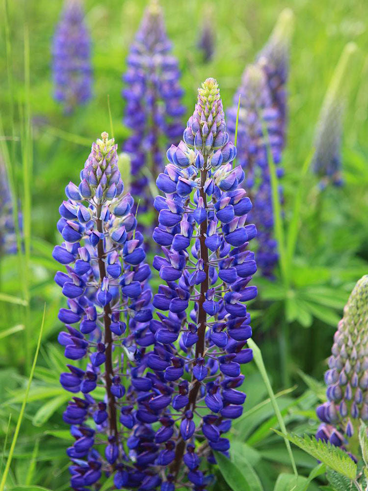 Blue Lupin