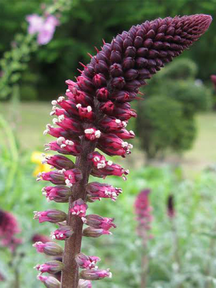 'Beaujolais' Purple Loosestrife