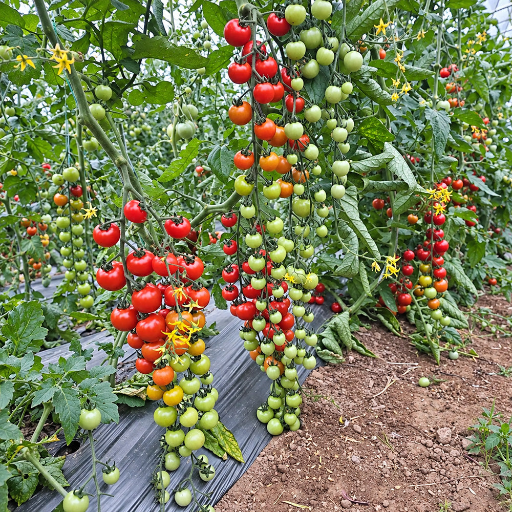 338 Minusinsk Red Cherry Tomato
