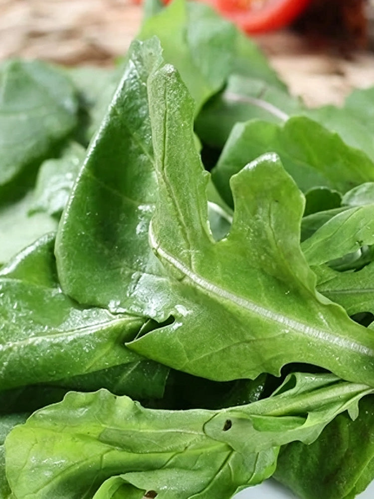 Large Leaf Arugula