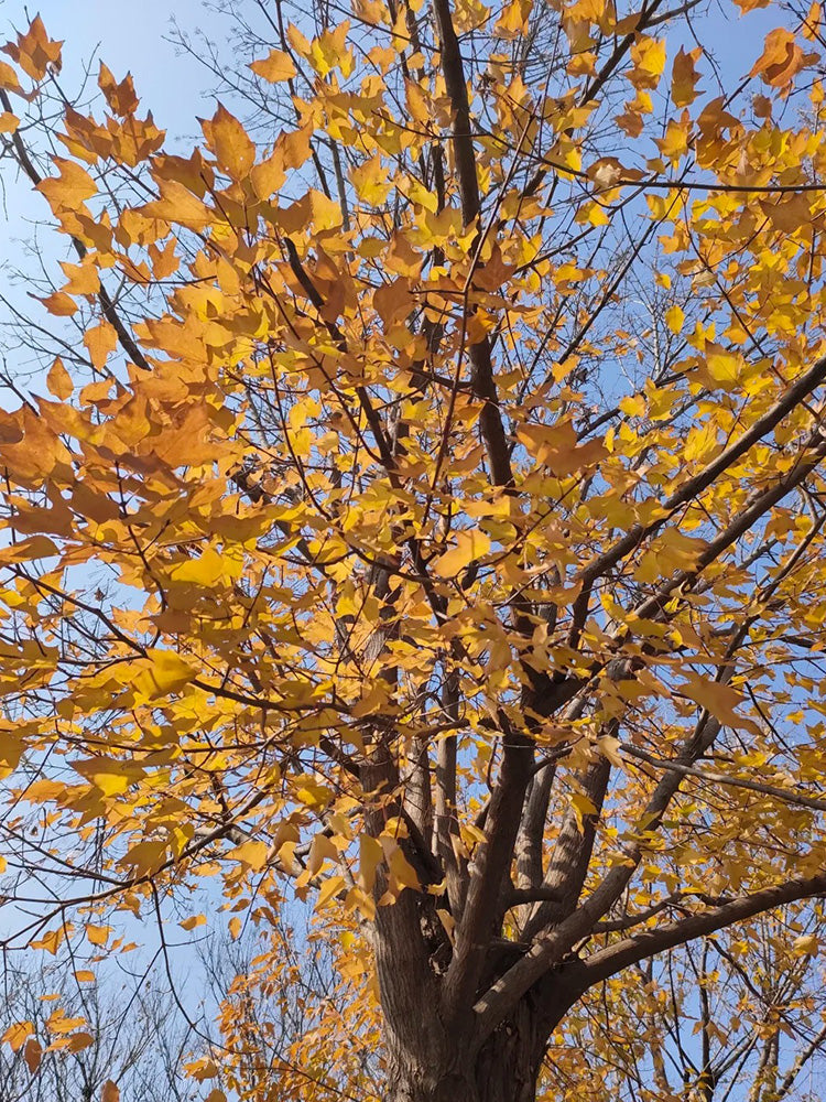 Trident Maple Tree