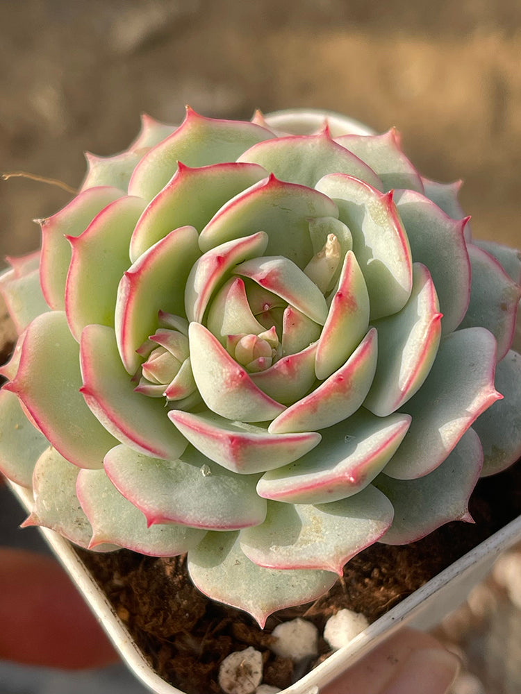 Echeveria derenbergii Captain Hay