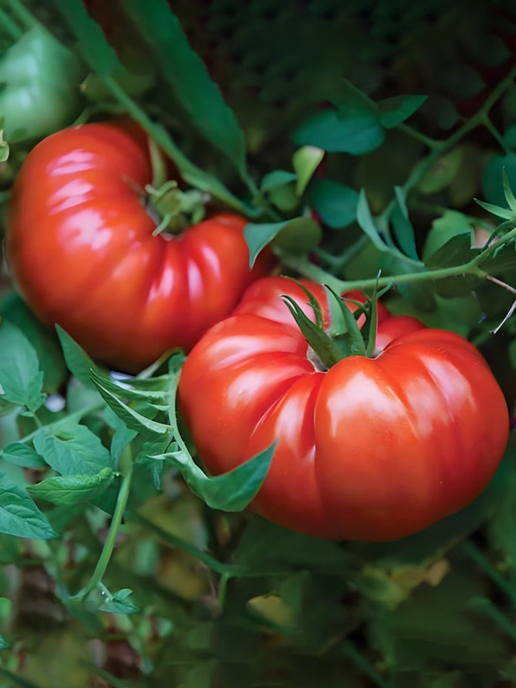 Giant Heirloom Pink Beefsteak Tomato