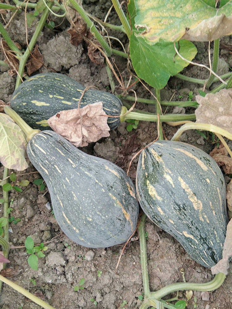 Sweet Taro Flavor Pumpkin