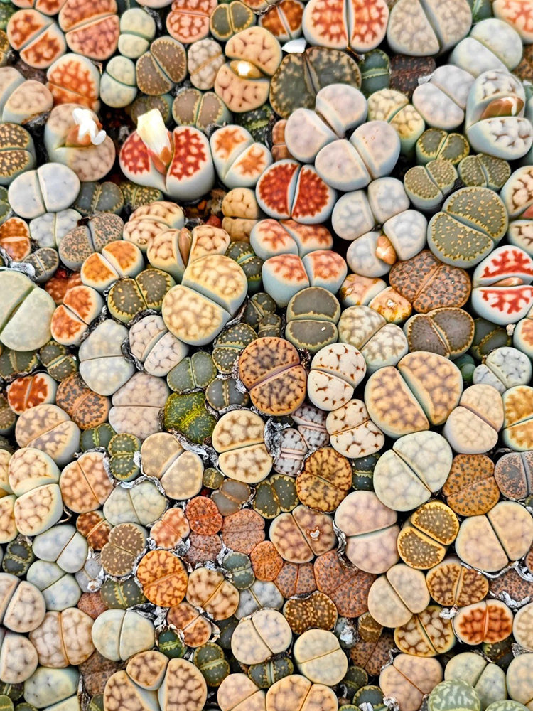 Mixed Lithops