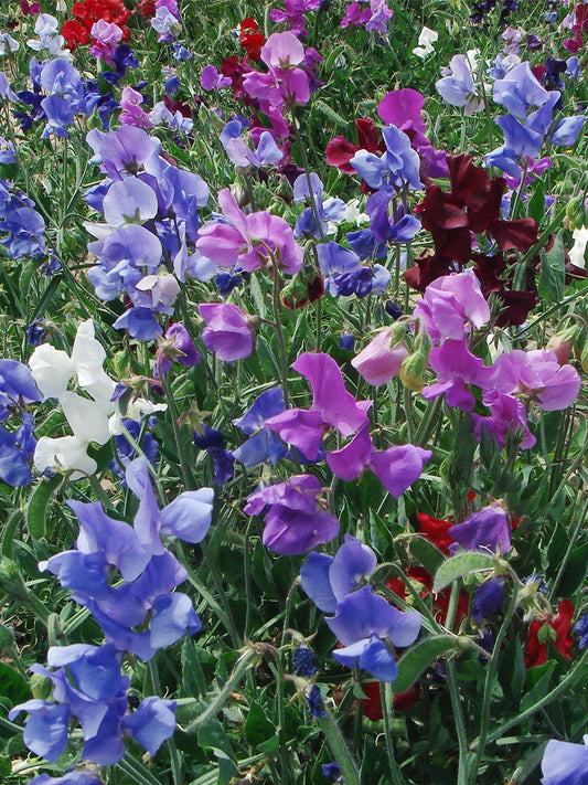Royal Symphony' Sweet Pea Mixed (Lathyrus odoratus)