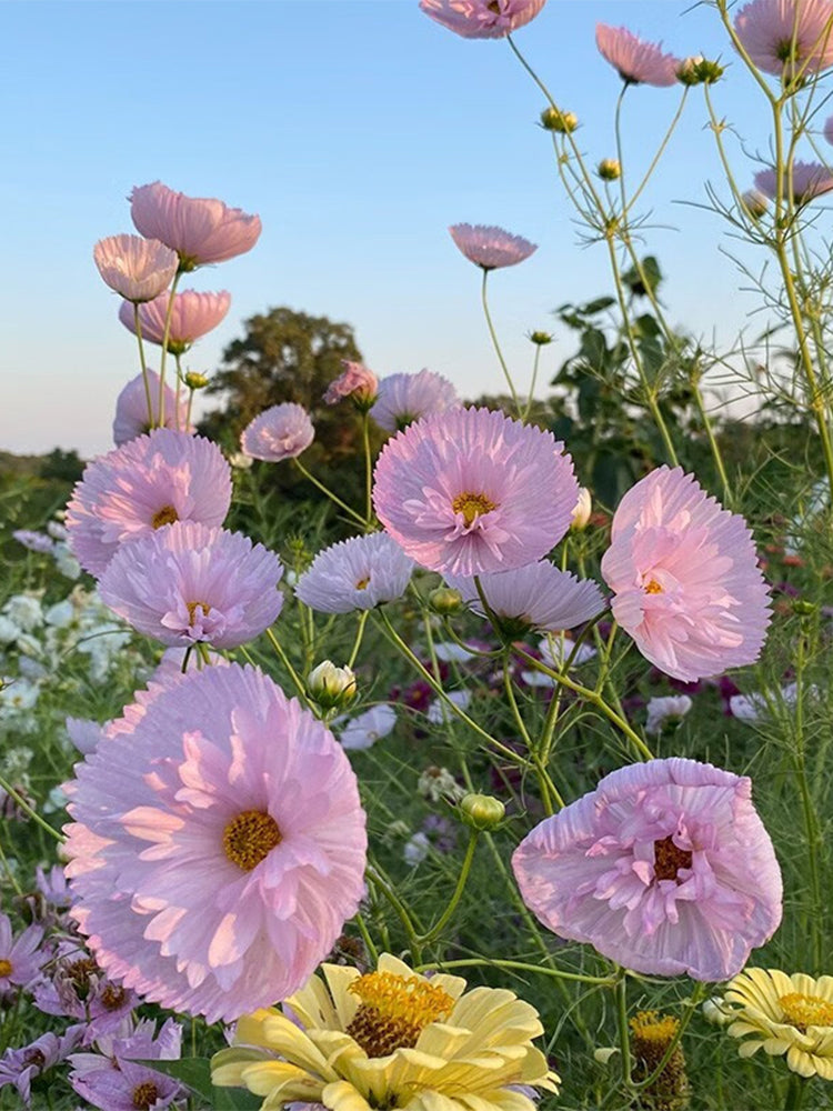 Hezhichun Cosmos bipinnatus 'Cupcakes'