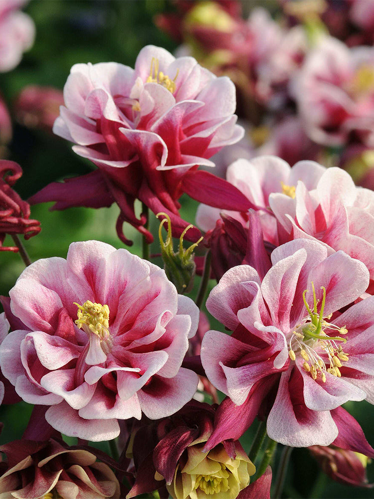 Aquilegia vulgaris 'Crown'