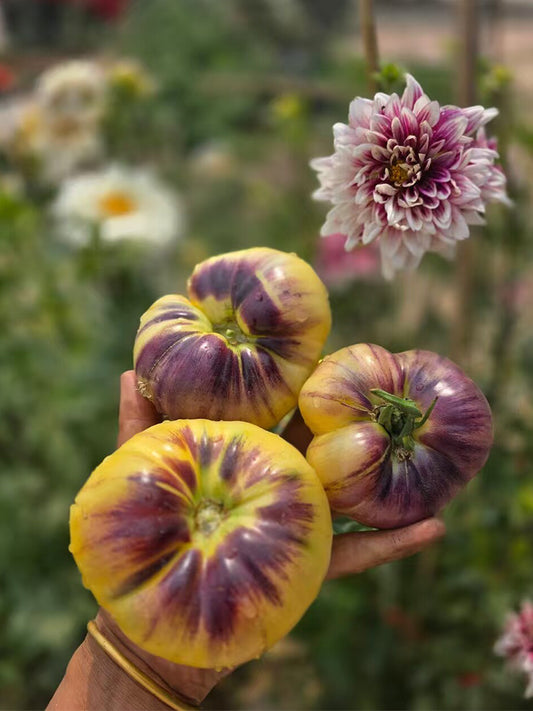 941 Julius GWB Tomato