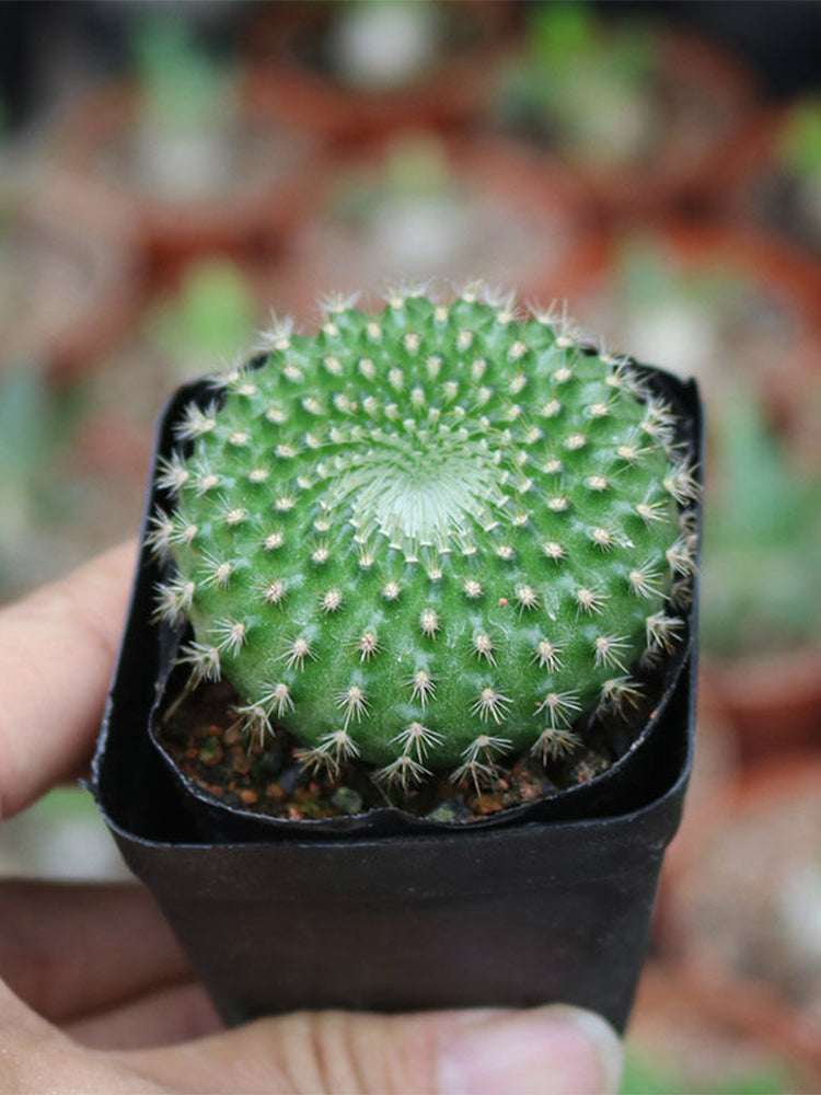 Parodia haselbergii subsp. graessneri 'Green'