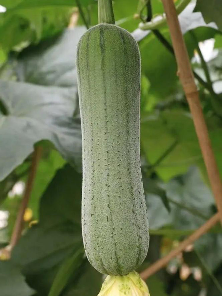Qingmei Luffa