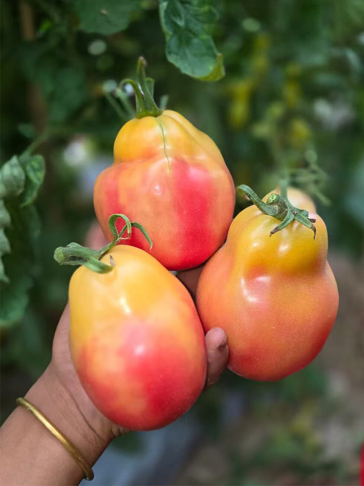 1028 Big Marshmallow Tomato