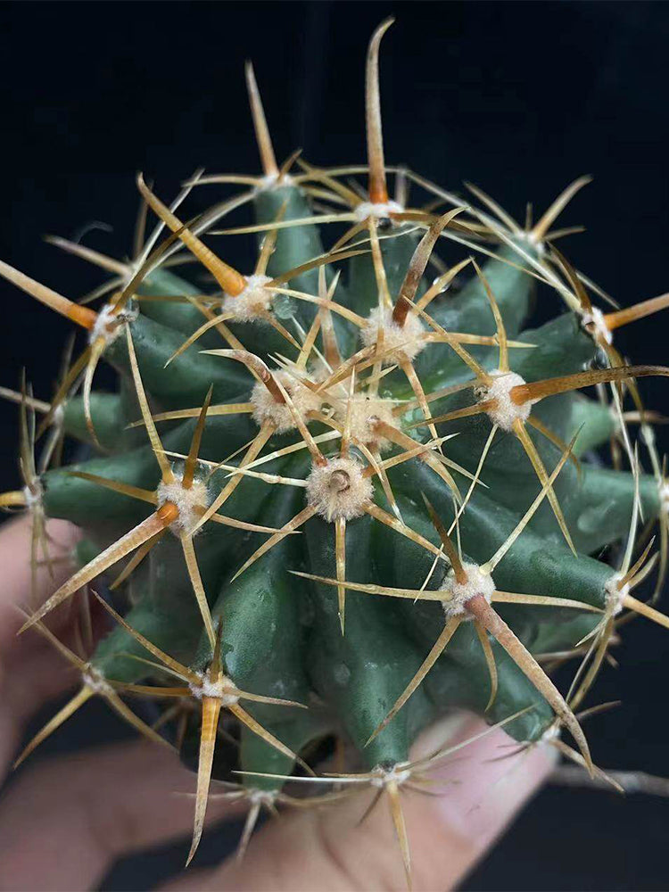 Ferocactus peninsulae