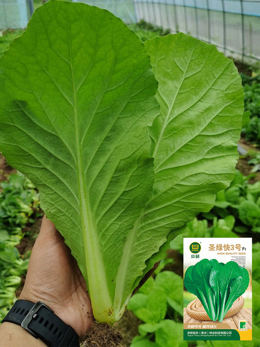 'Shenglv No.3' Fast-Growing Bok Choy