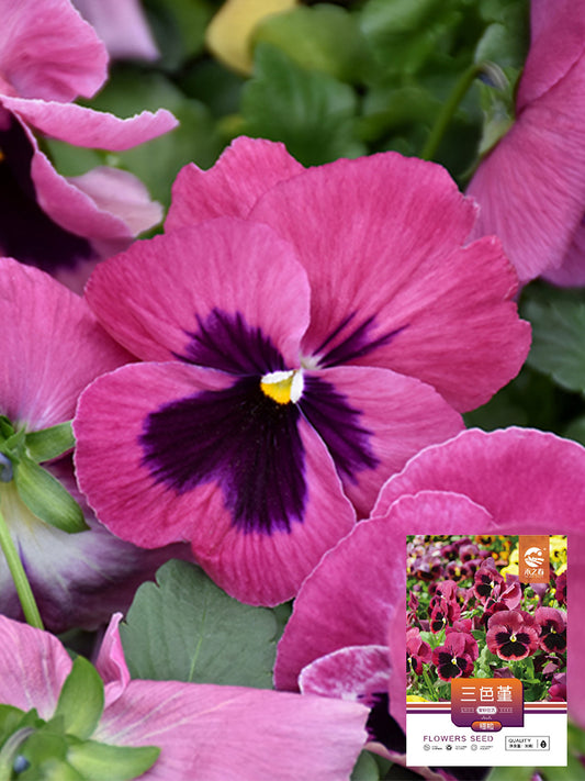 Hezhichun Pansy 'Cat Face'