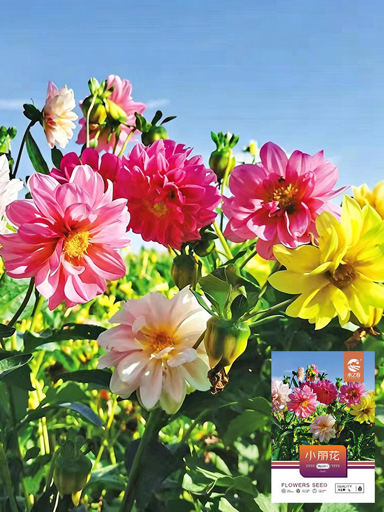 Dwarf Dahlia