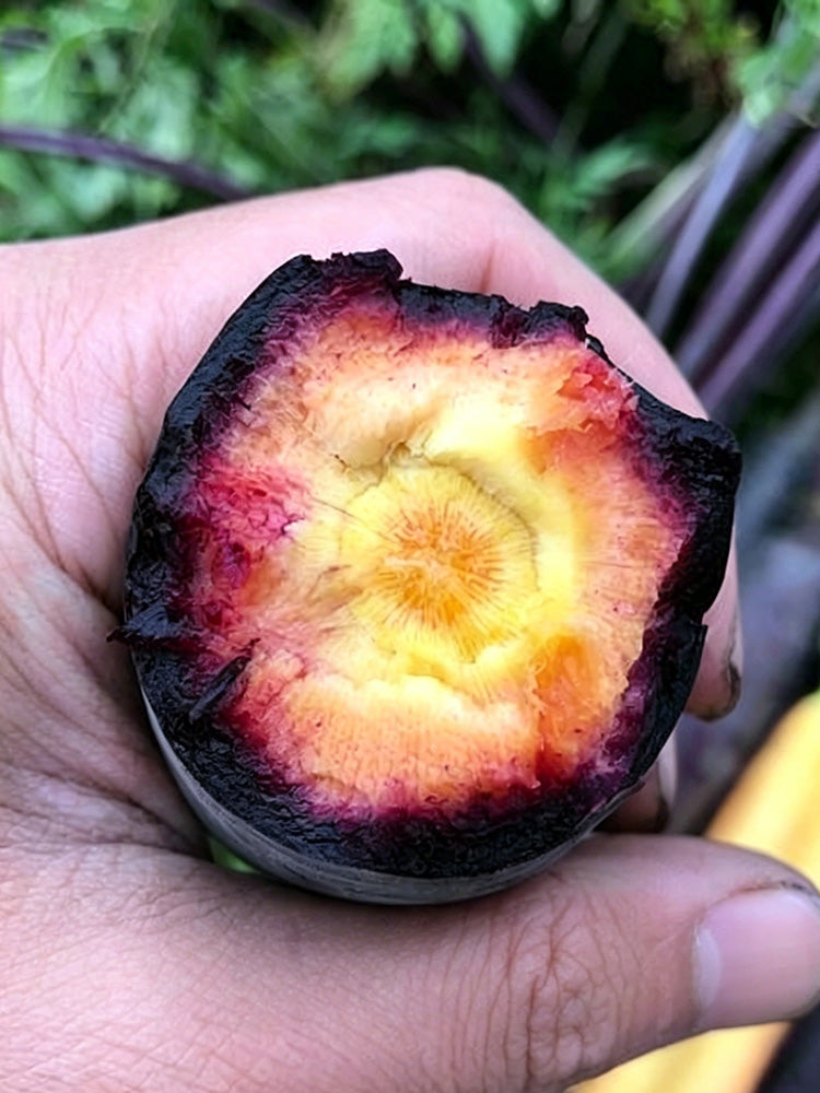 Purple Skin Yellow Flesh Carrot