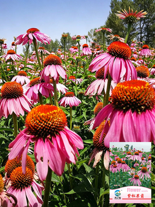 Purple Coneflower
