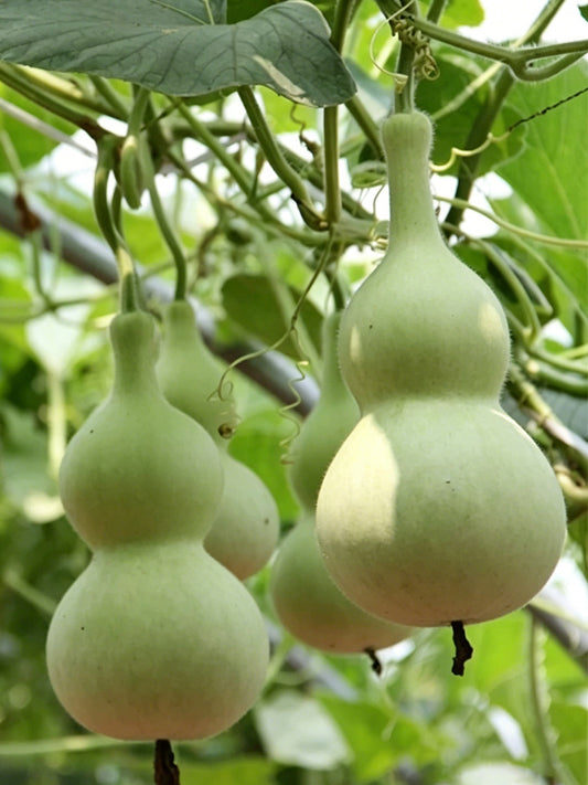 Small Waist Gourd
